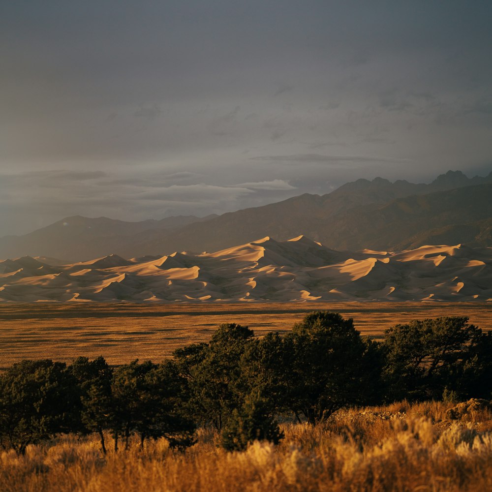 a landscape with trees and mountains in the background