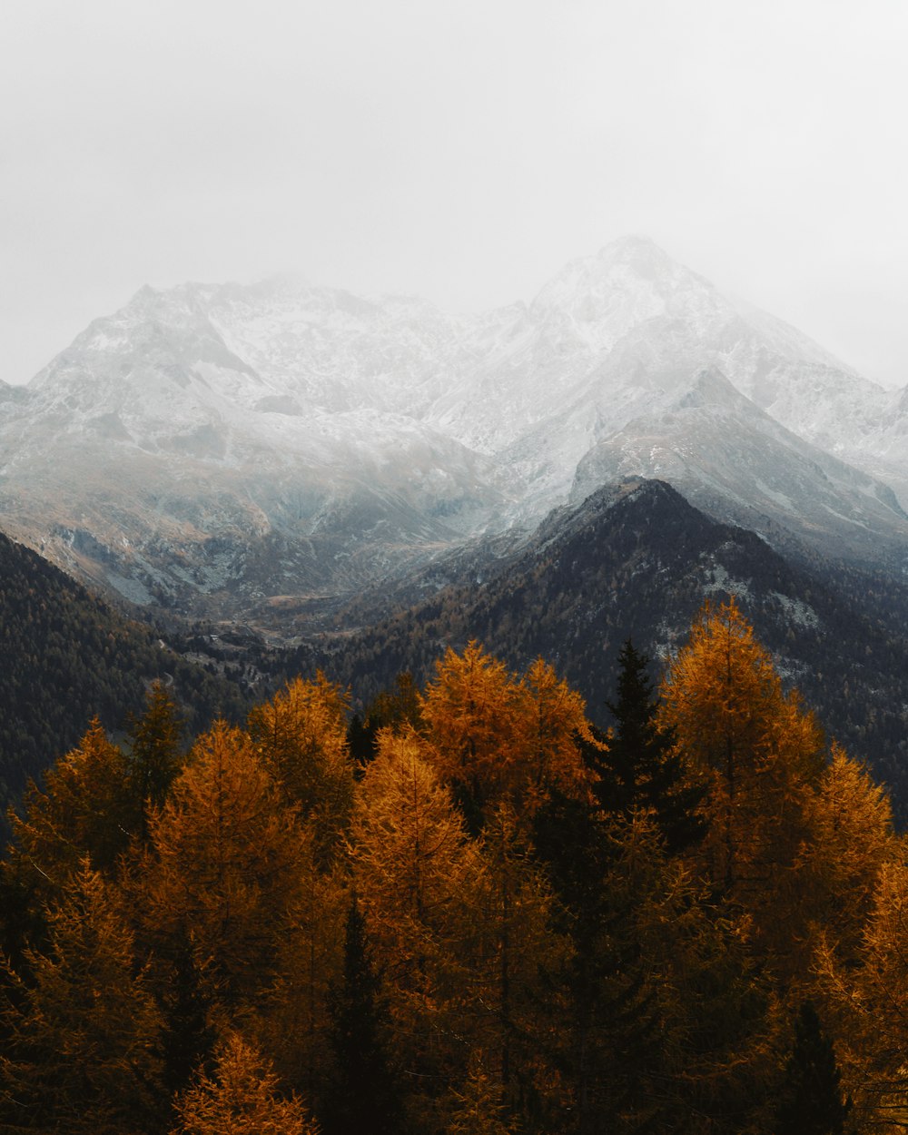a forest of trees in front of a mountain range