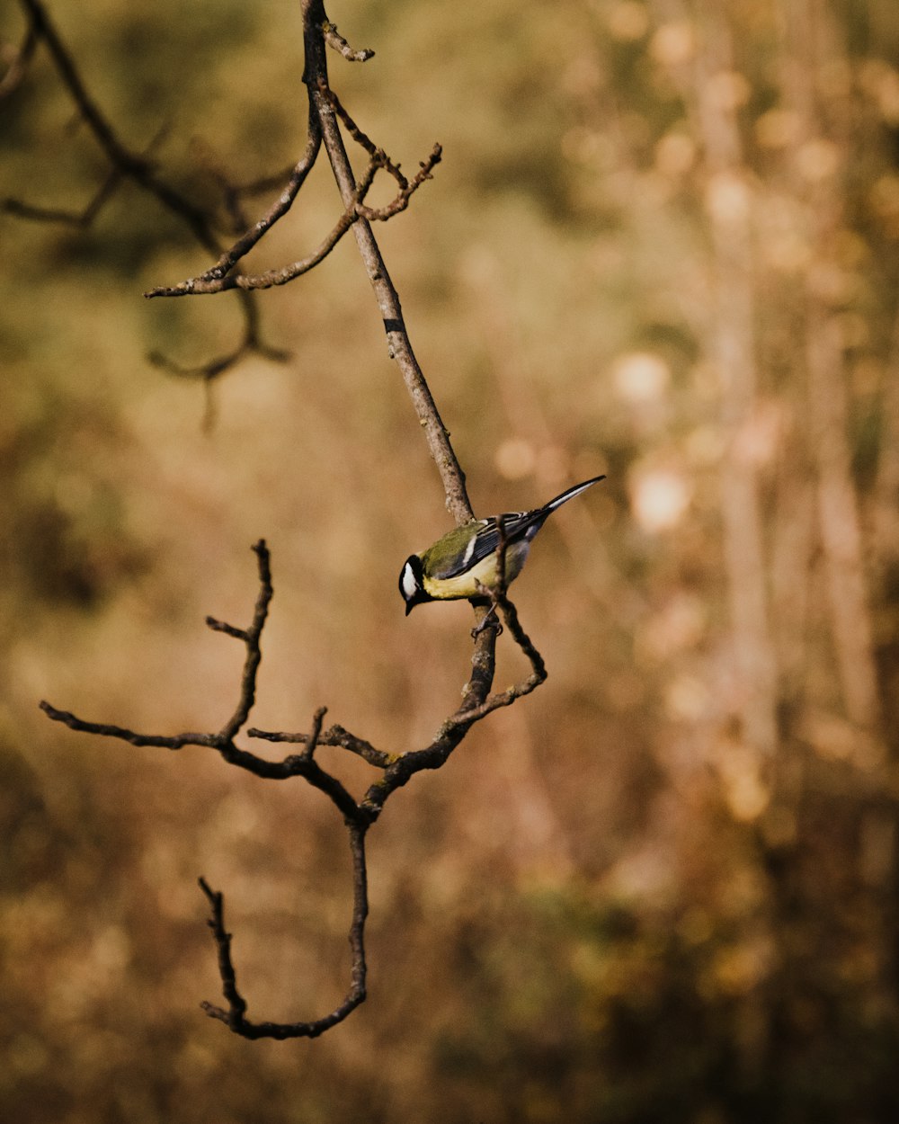 a bird on a branch