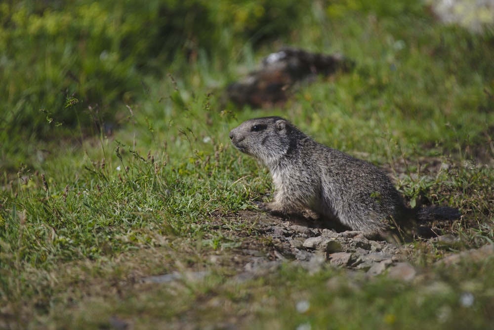 a small animal sitting on the ground