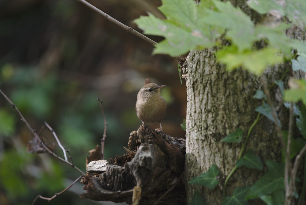 a bird sits on a tree stump