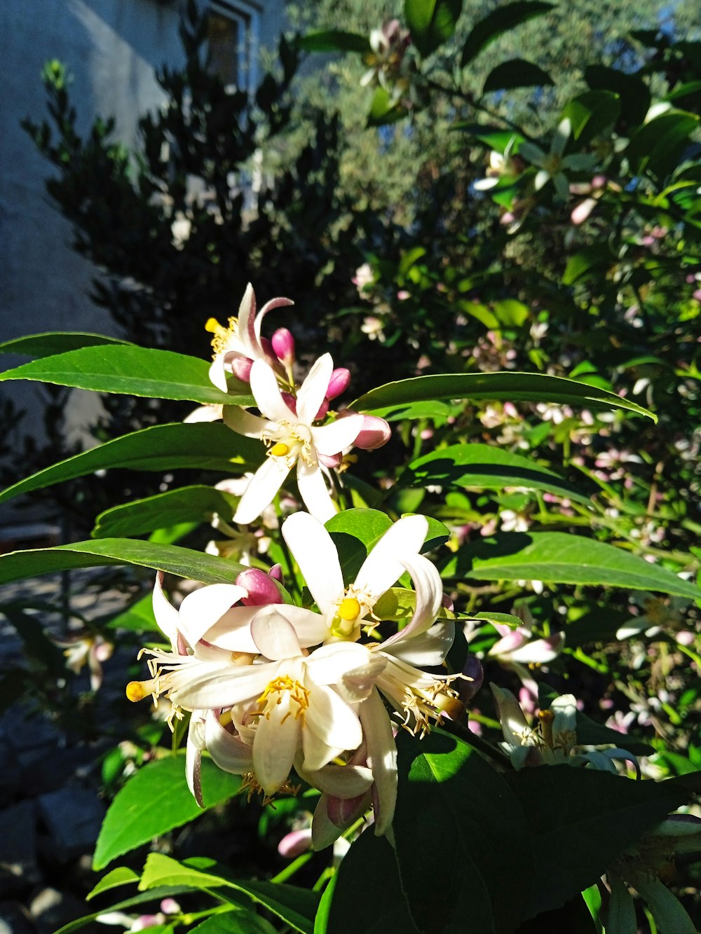 a close-up of some flowers