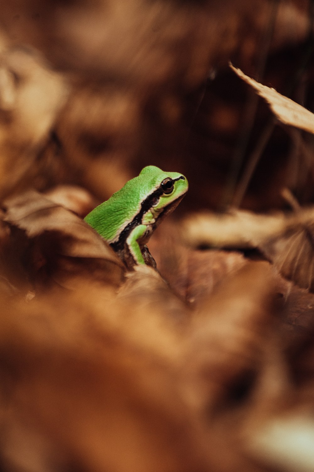 a green frog on a branch
