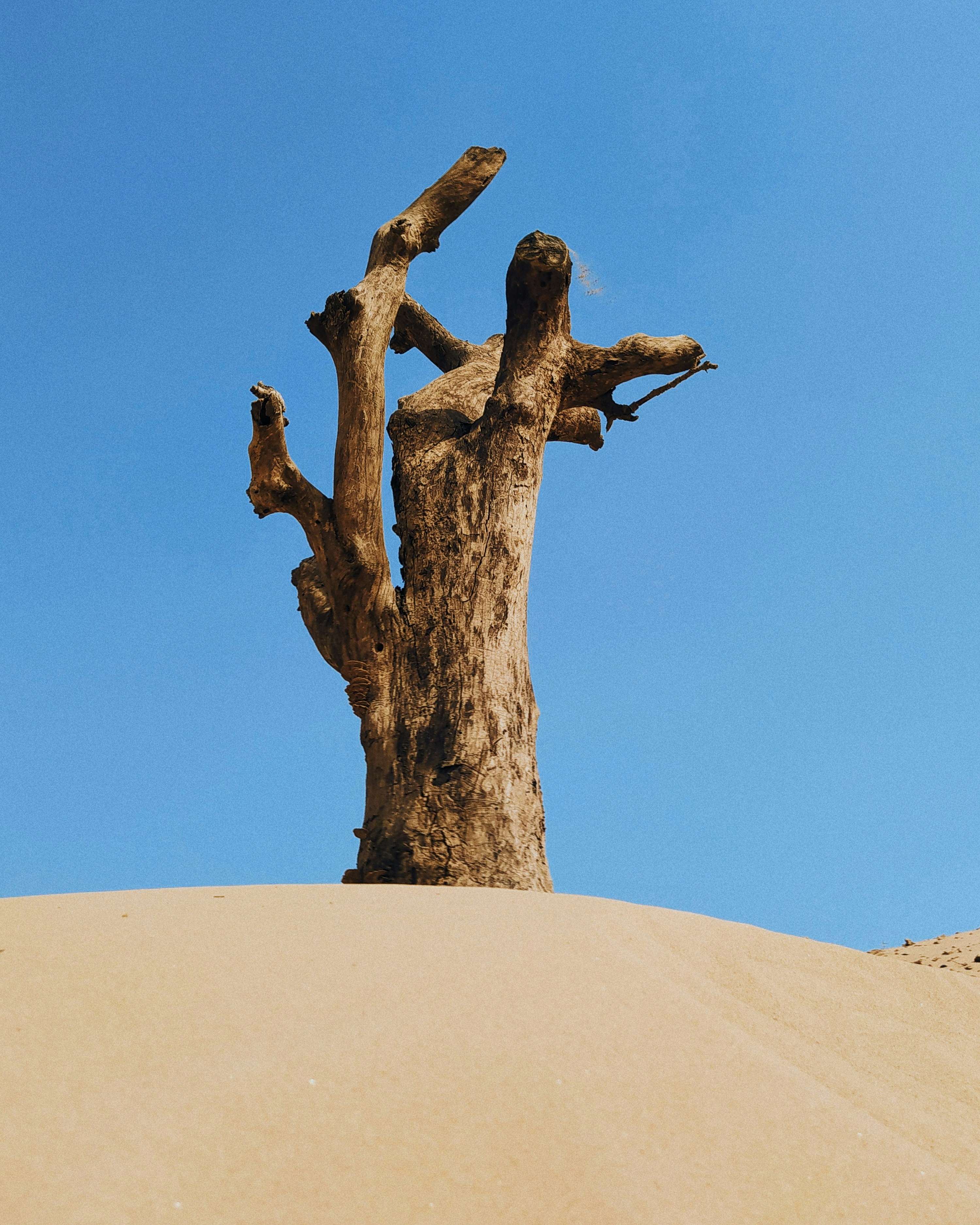 a tree stump with a blue sky