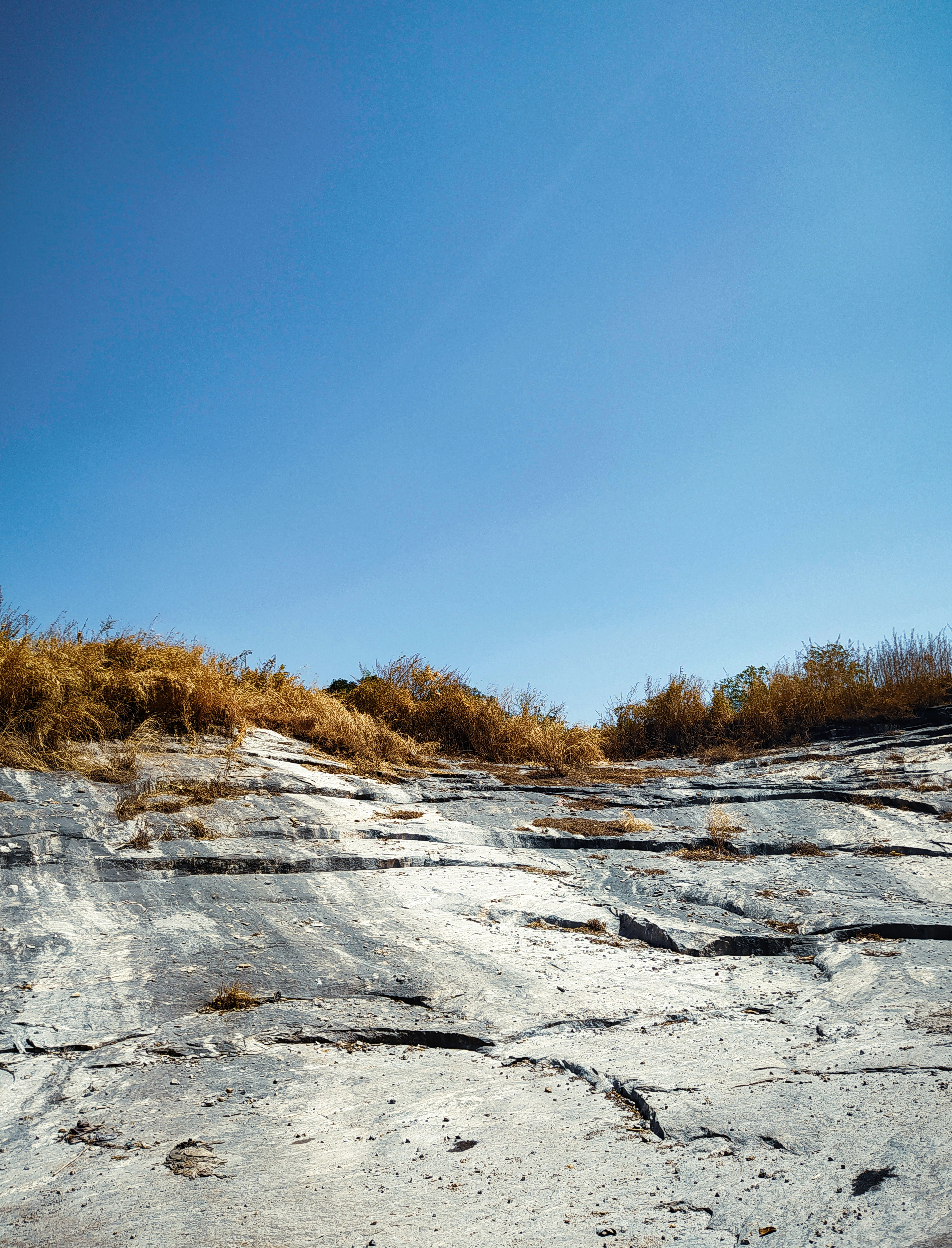 a snowy field with trees