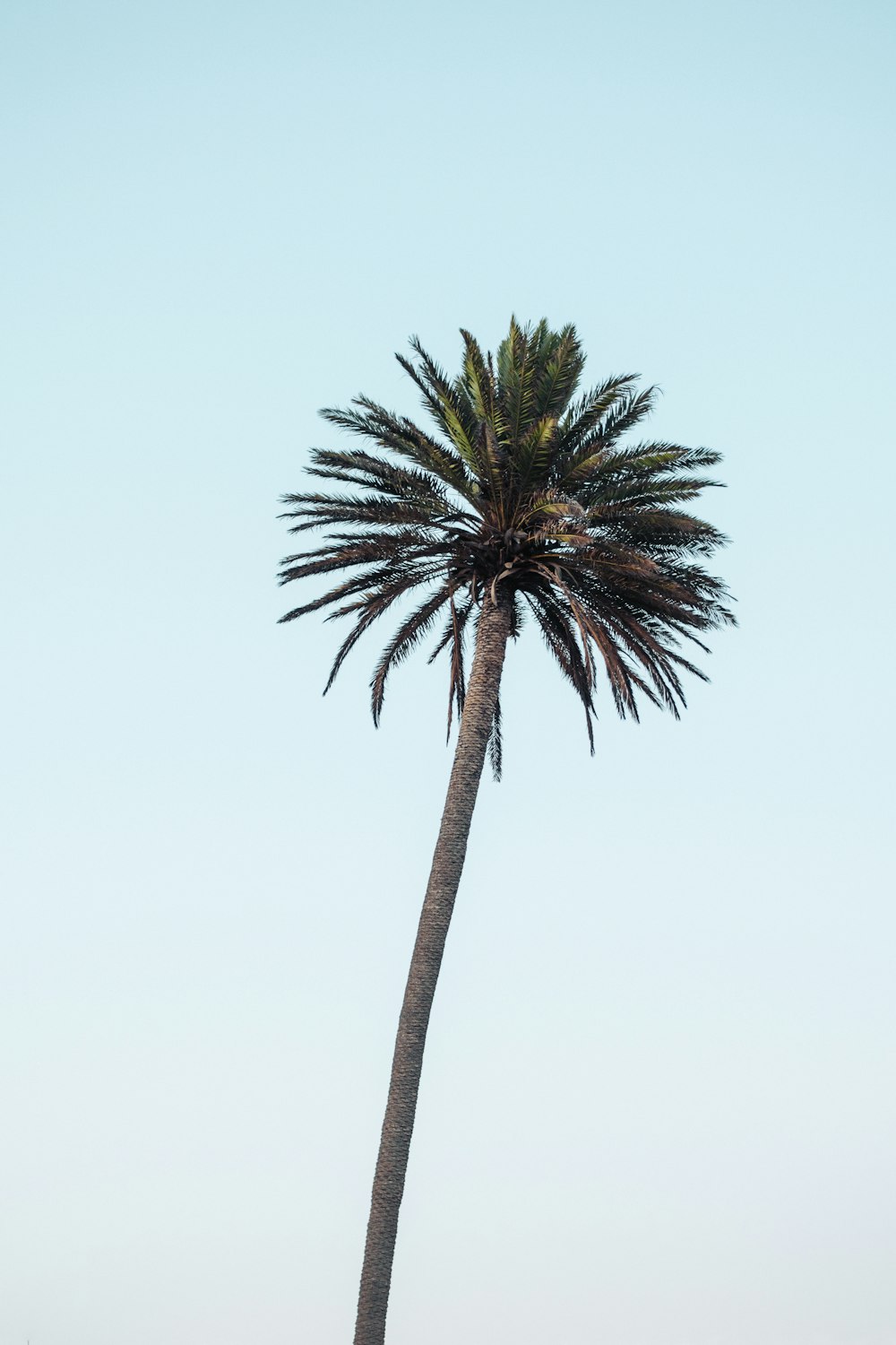 a palm tree against a blue sky