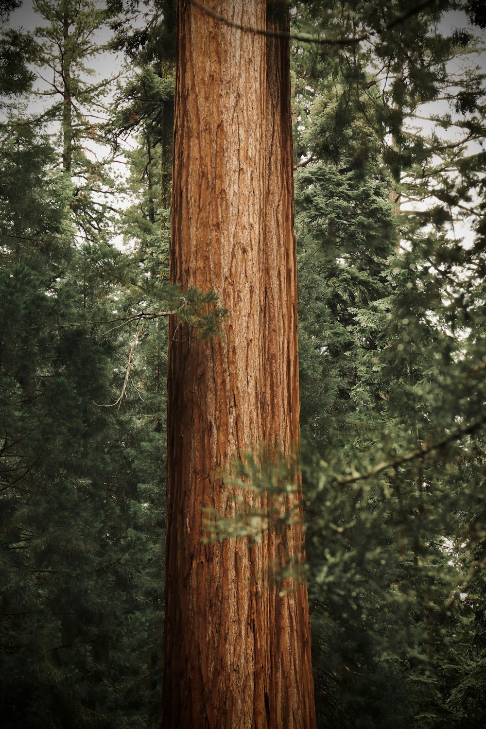 a tree trunk with writing on it