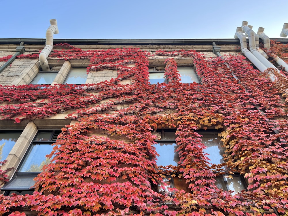 a building with red flowers