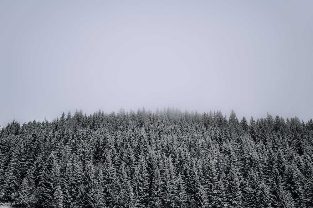 a forest of trees covered in snow