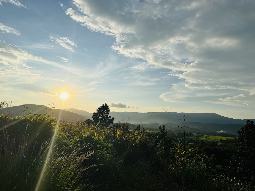 Eine Landschaft mit Pflanzen und Bäumen