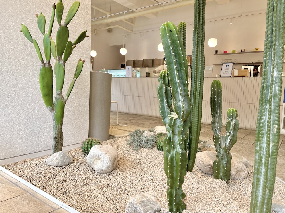 a group of cacti in a room