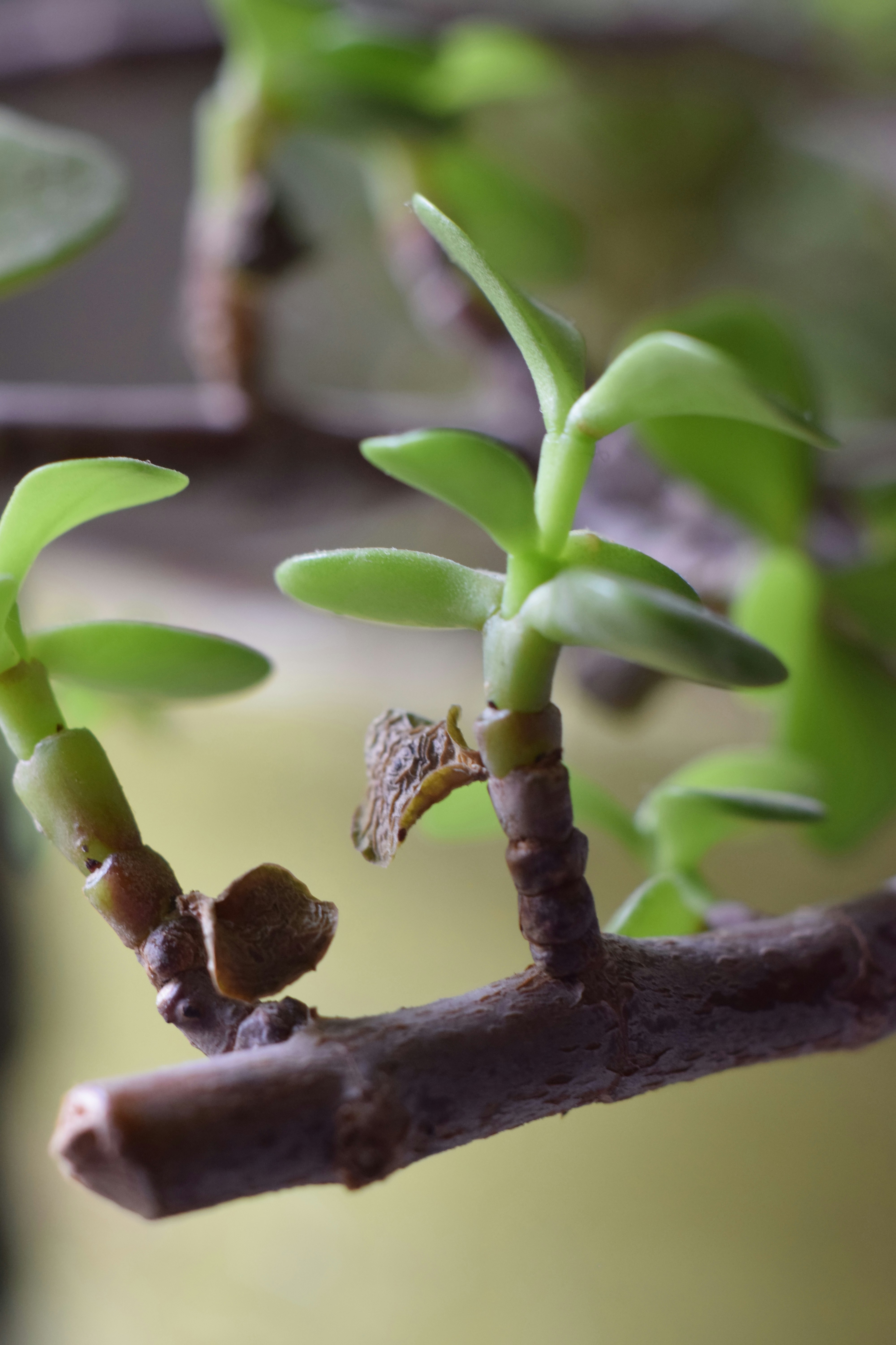 a plant with a small insect on it