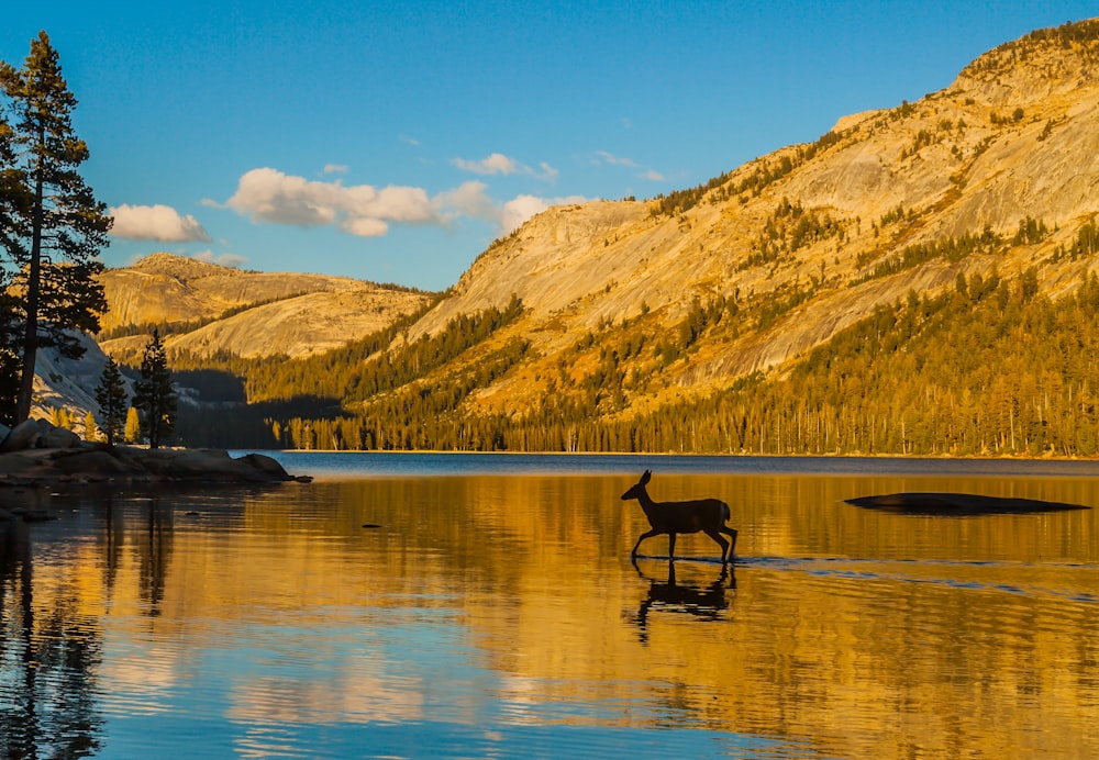 a dog standing in a lake