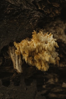 Close-up of fresh lion's mane mushrooms with delicate white spines.