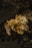 A close-up view of a cluster of beige mushrooms with delicate, elongated spines growing on a decayed piece of dark wood.