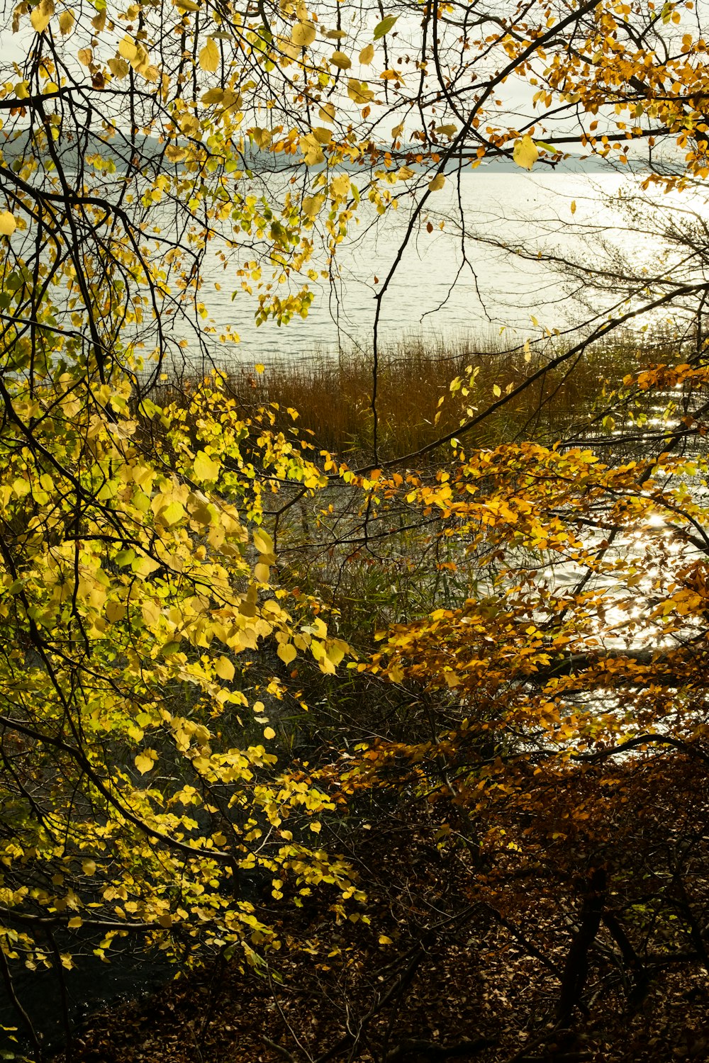 a tree with yellow leaves