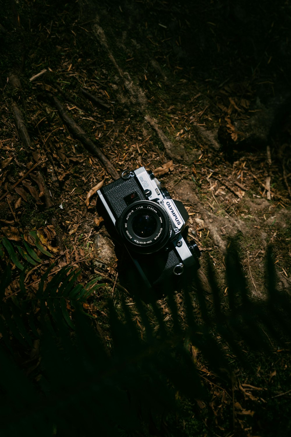 木の上のカメラ