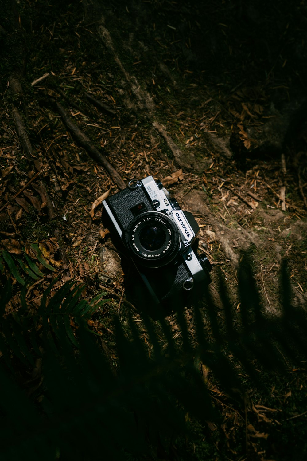 a camera on a tree