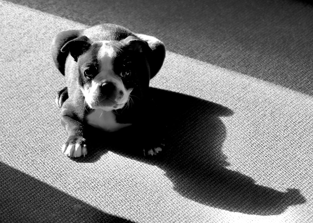 a dog lying on the ground