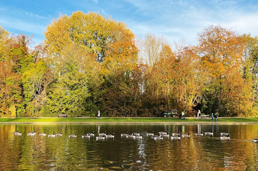 a group of birds in a pond