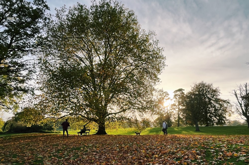 a group of people walking in a park with trees and grass