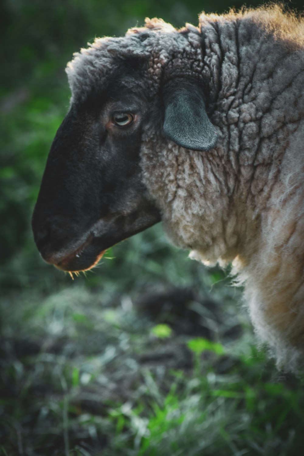 a sheep with a black nose