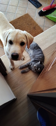 A light-colored dog looks inquisitively toward the camera while a gray tabby cat lounges on the wooden floor. A brown doormat and cleaning tools are visible in the background.