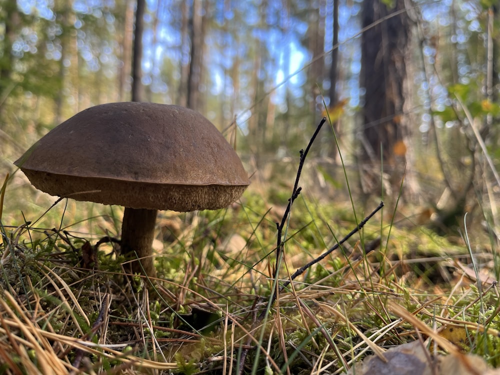 a mushroom growing in the woods