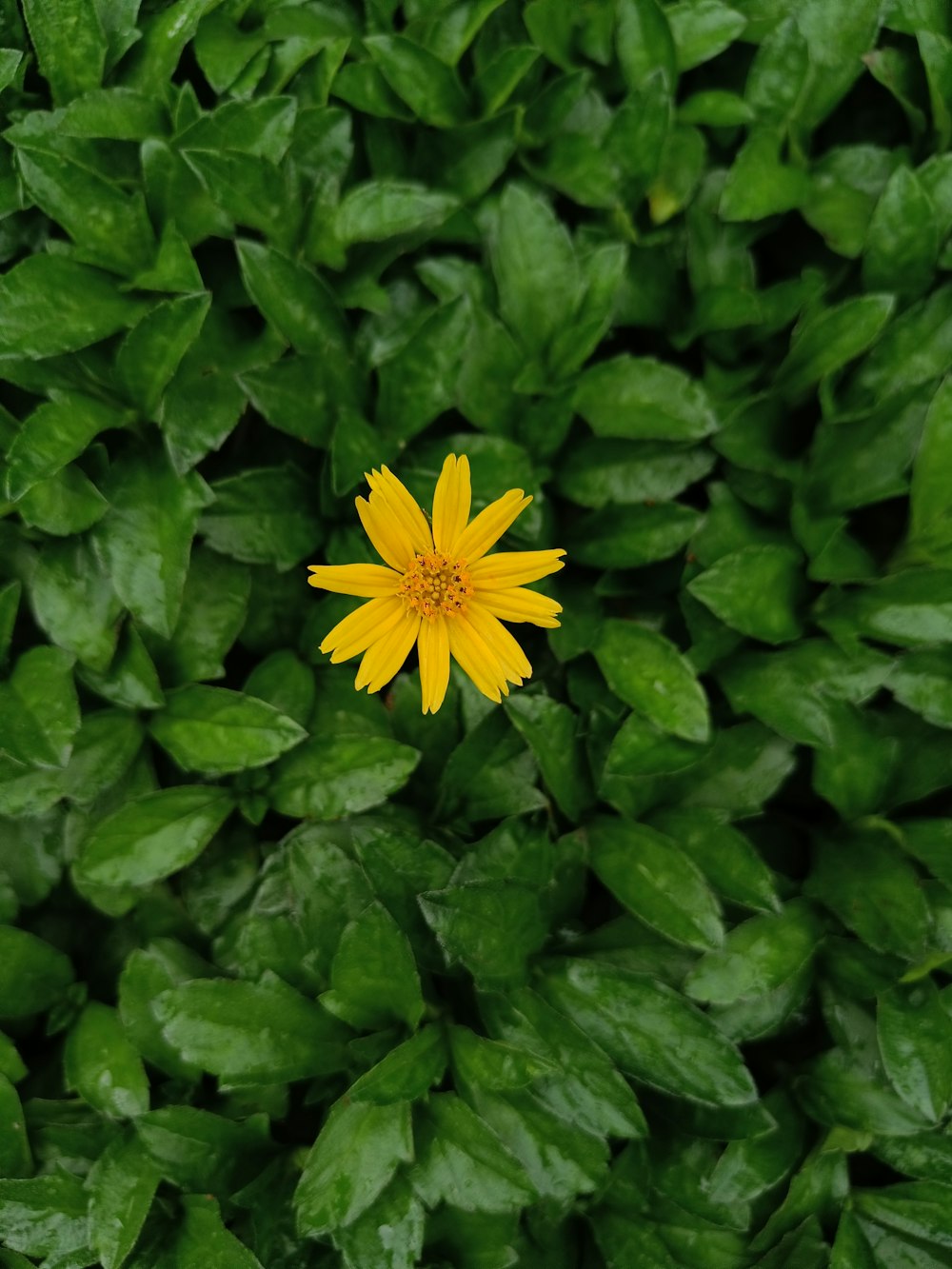 a yellow flower surrounded by green leaves