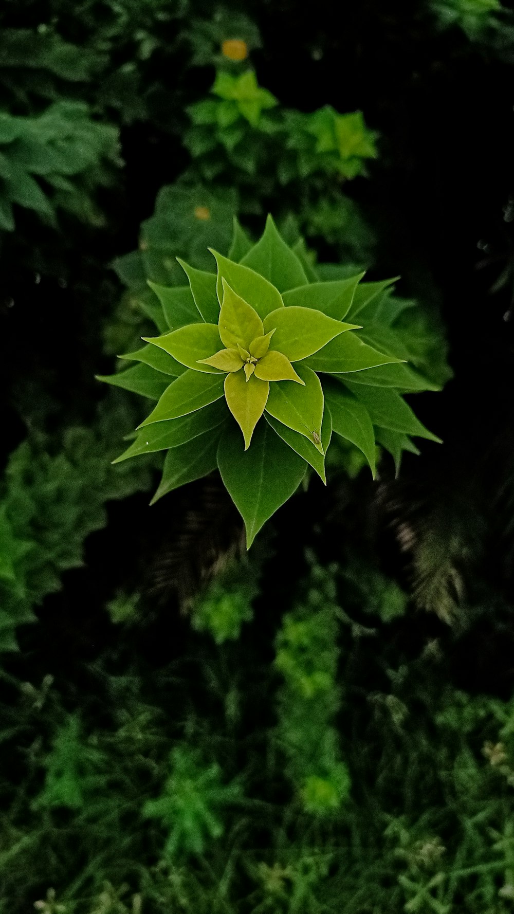 a plant with green leaves