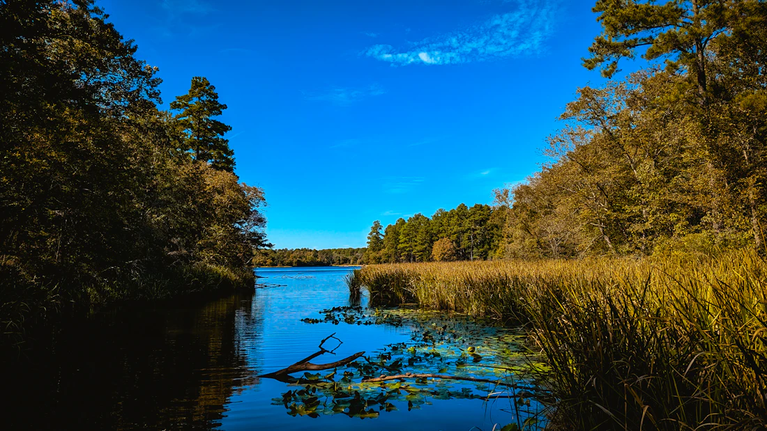 Lake edge with tall reeds and trees under blue sky