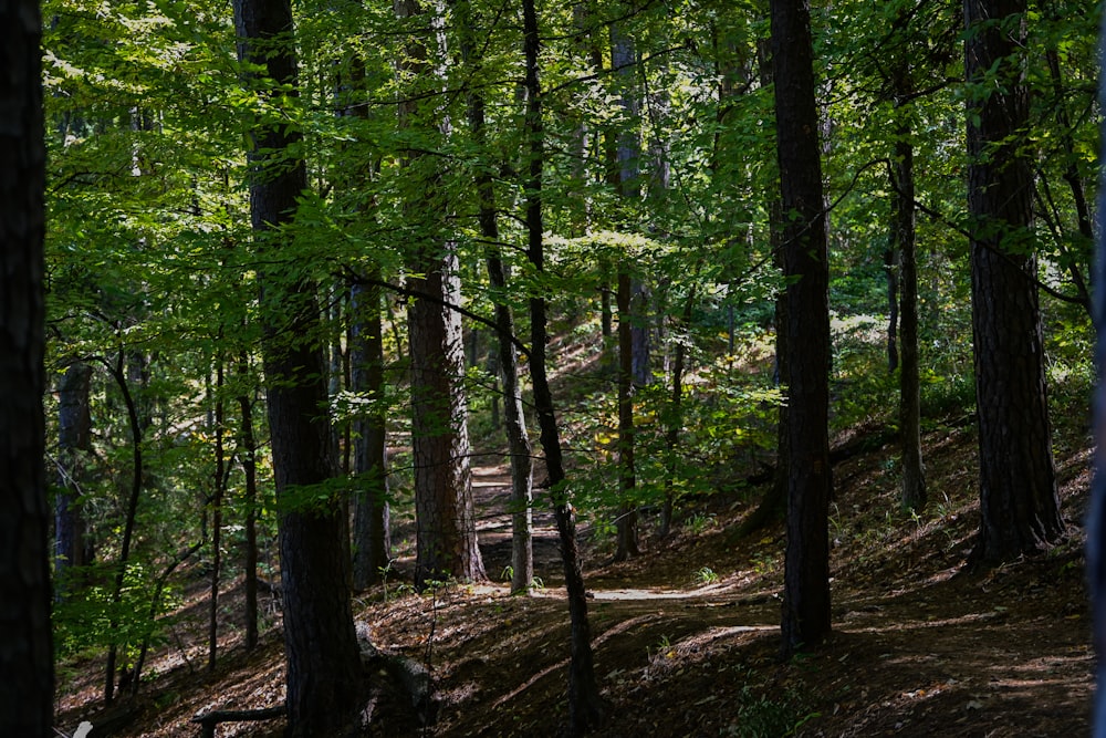 a forest with trees