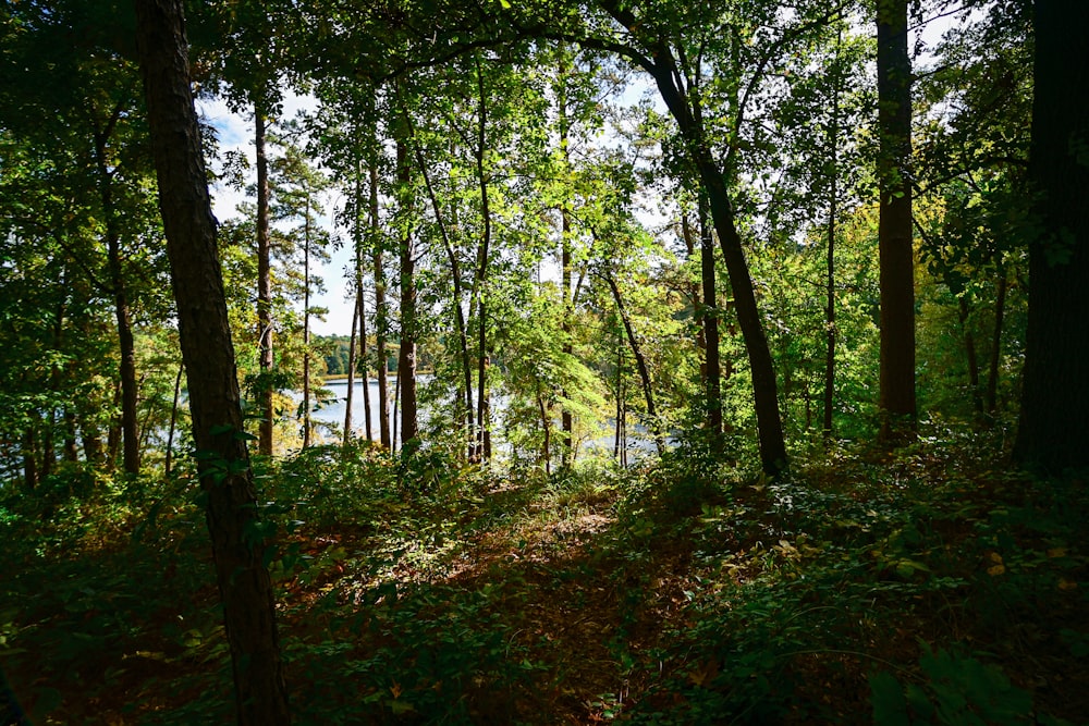 a forest with trees