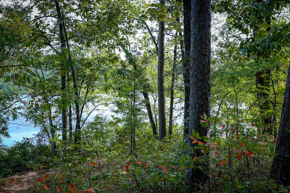 a forest with trees and plants