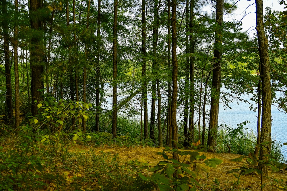 a forest of trees