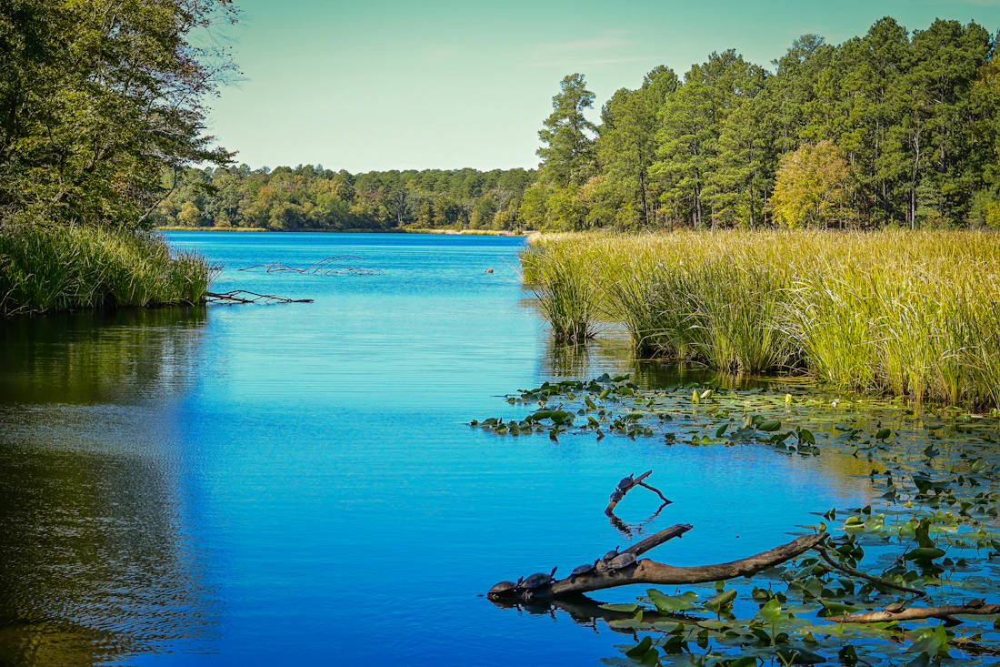 Calm blue lake framed by pines and marsh grass