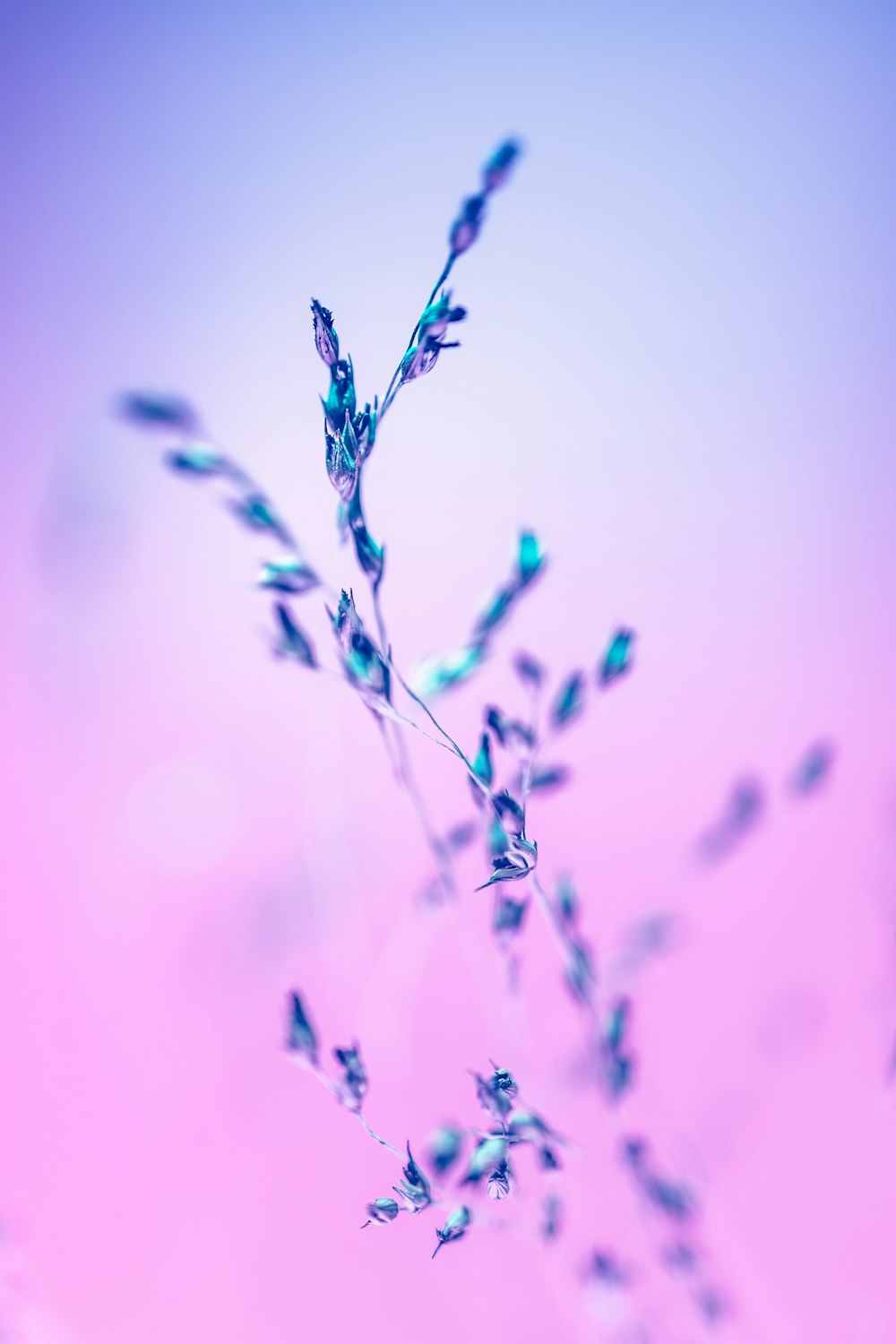 a close-up of a plant