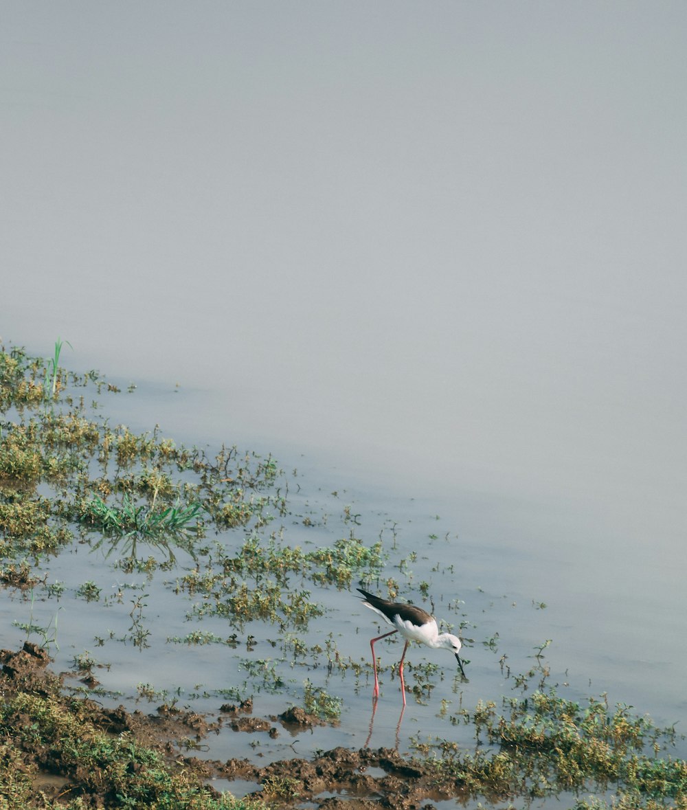 a bird standing in water