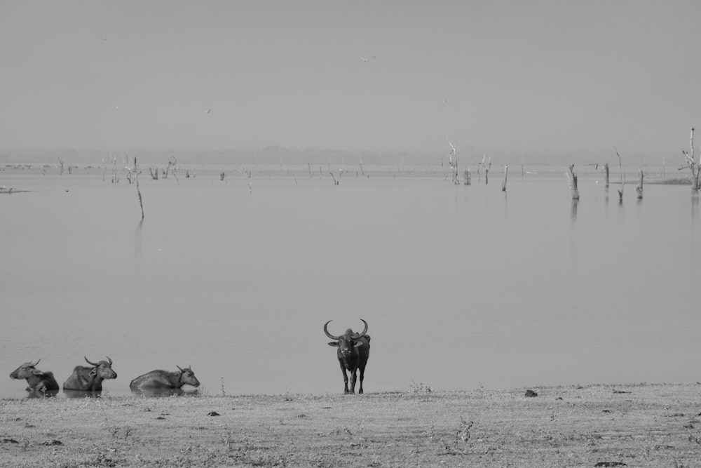 a group of animals in a field