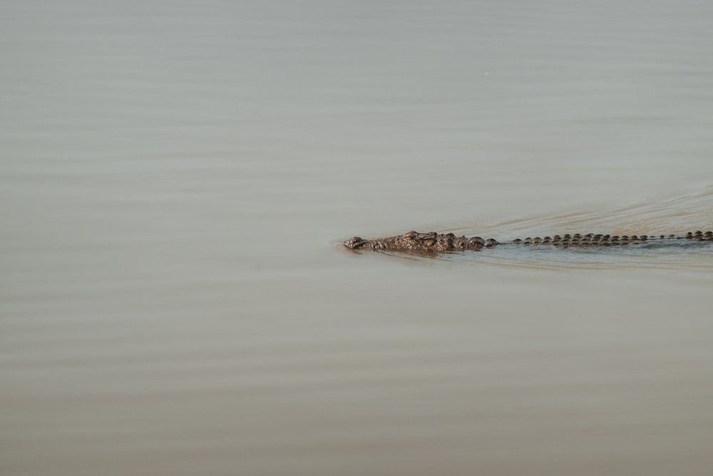 a crocodile in the water