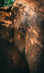 an elephant with its trunk up