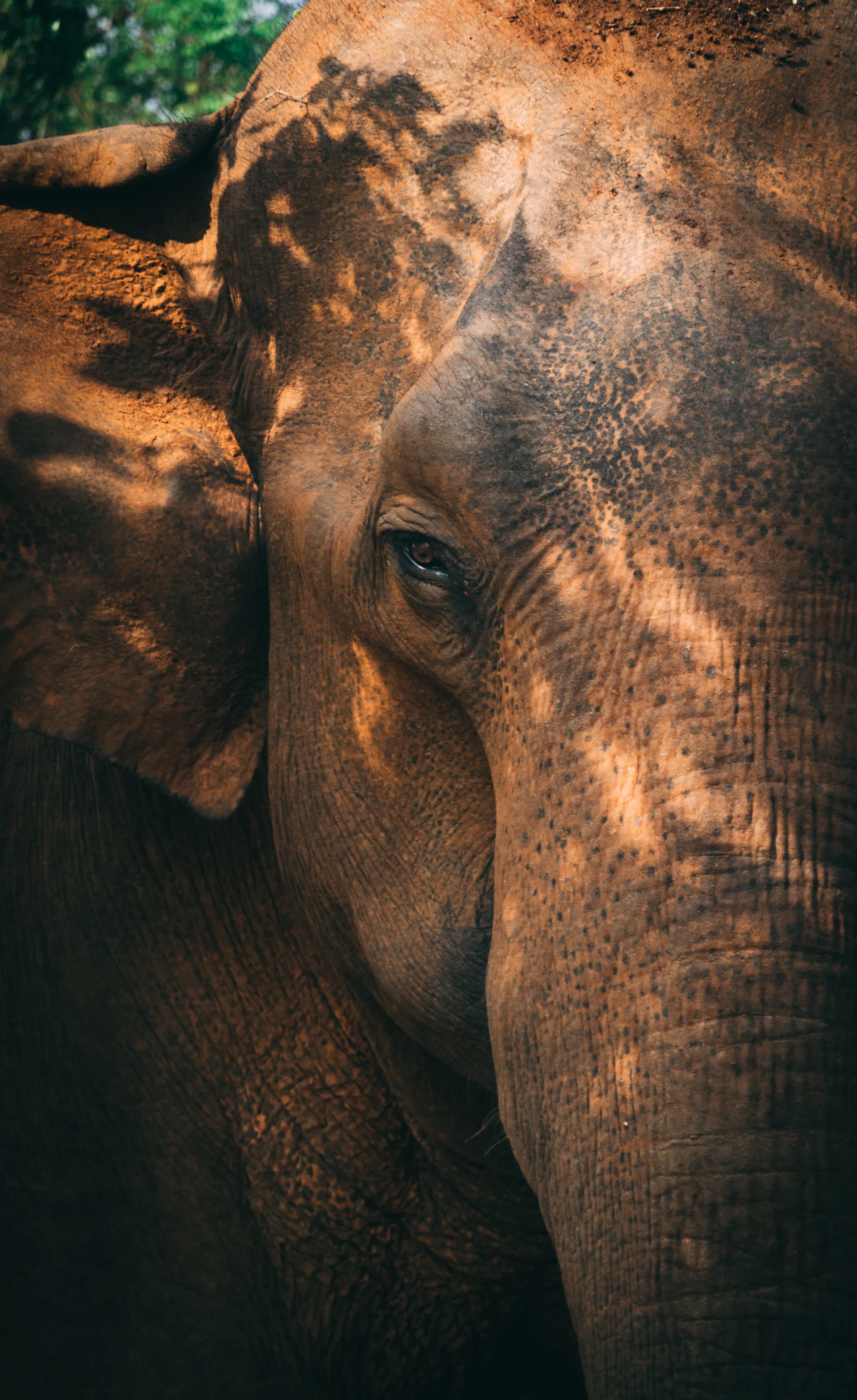 Wild Life