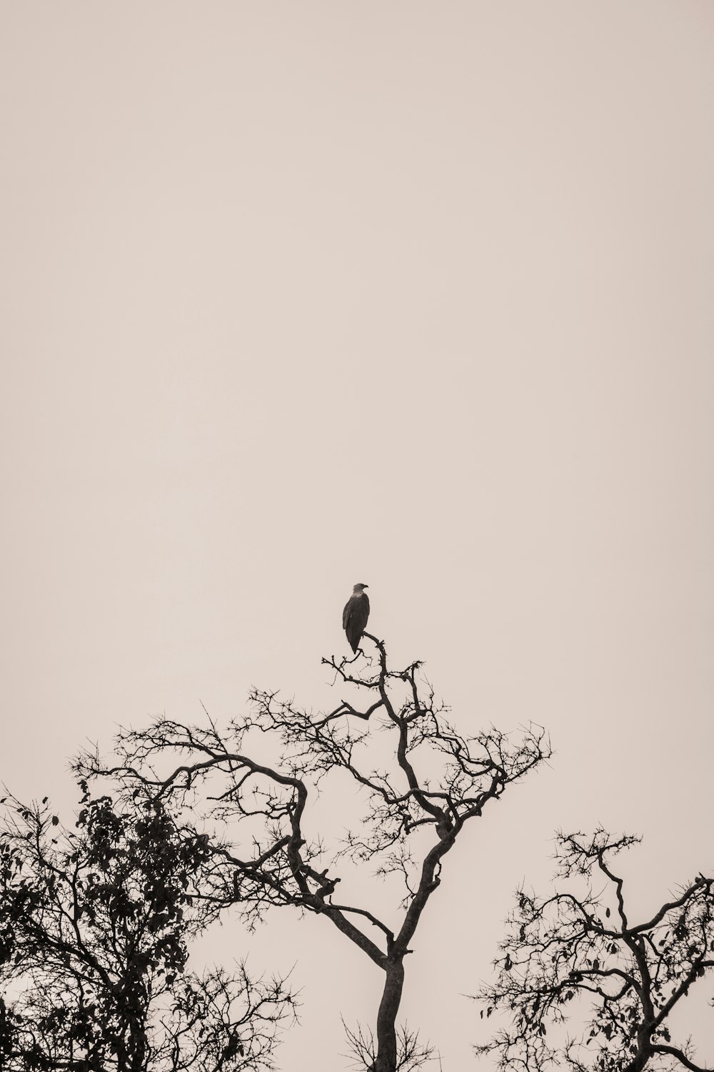 a bird sitting on a tree