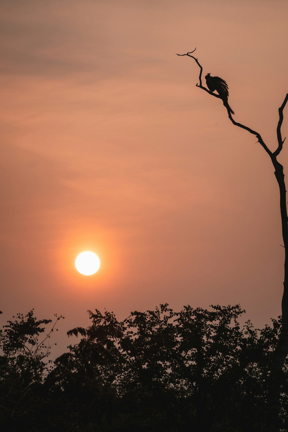 a sunset with trees