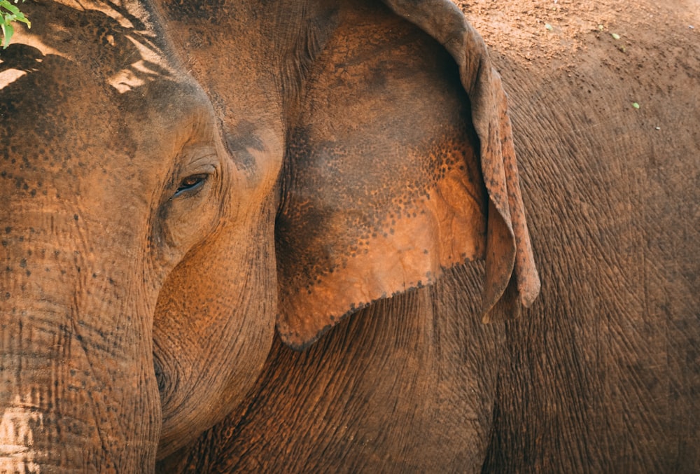 an elephant with its head in a tree