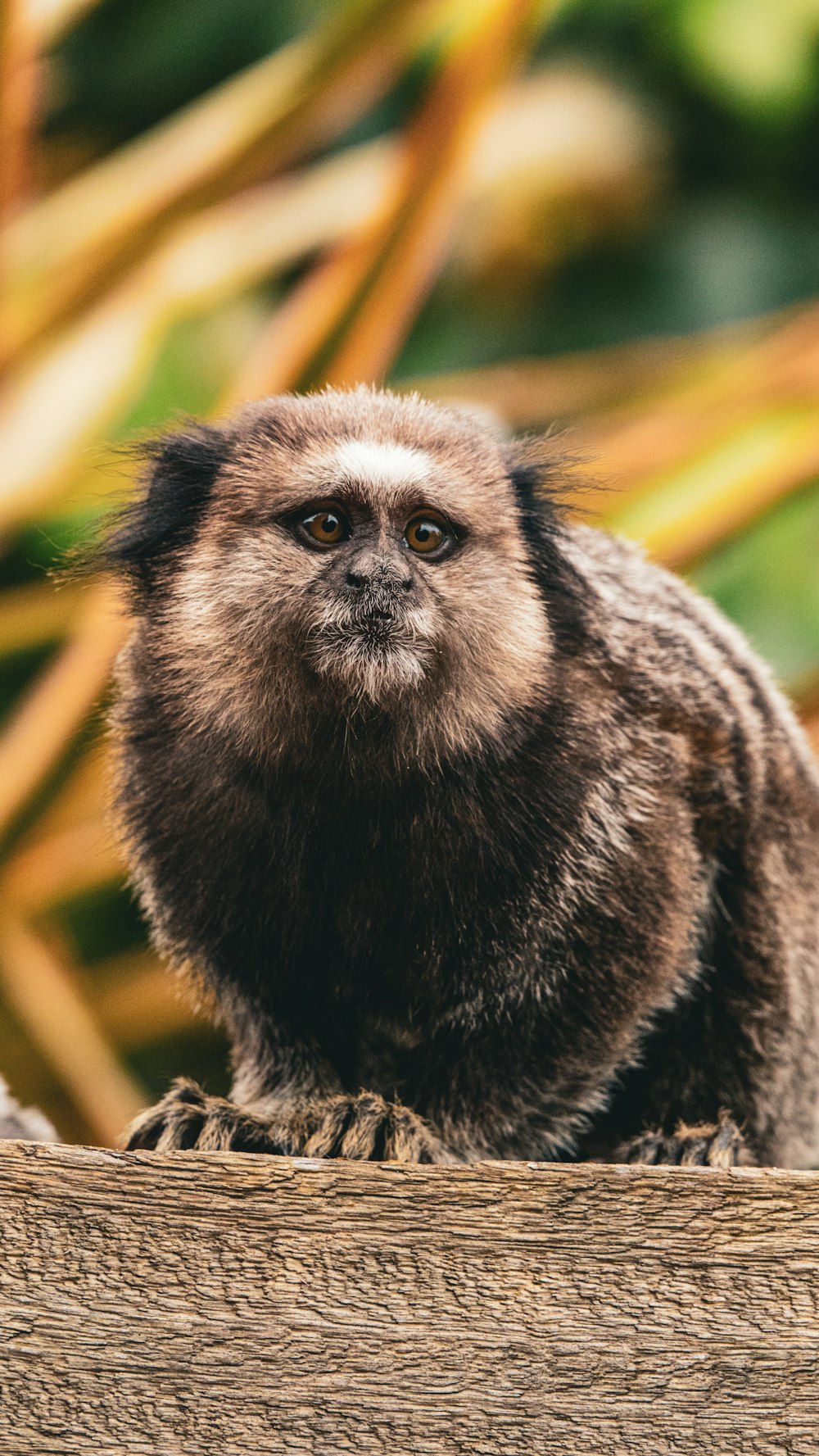 a small brown and white monkey