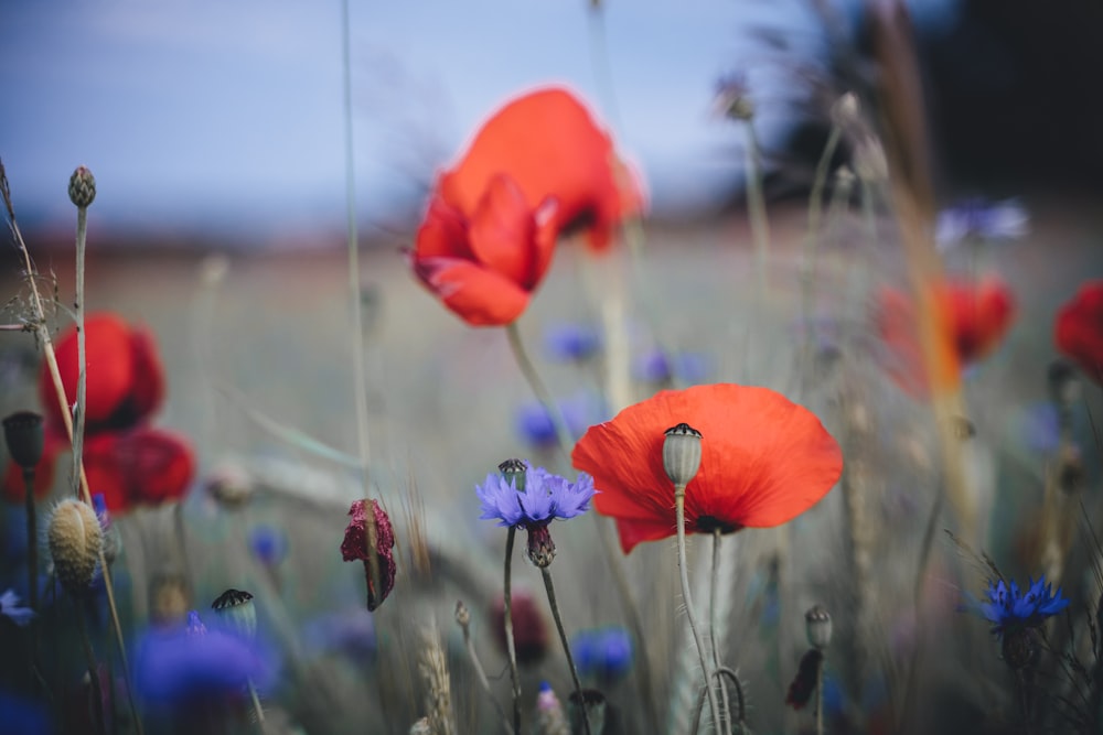 a group of red flowers