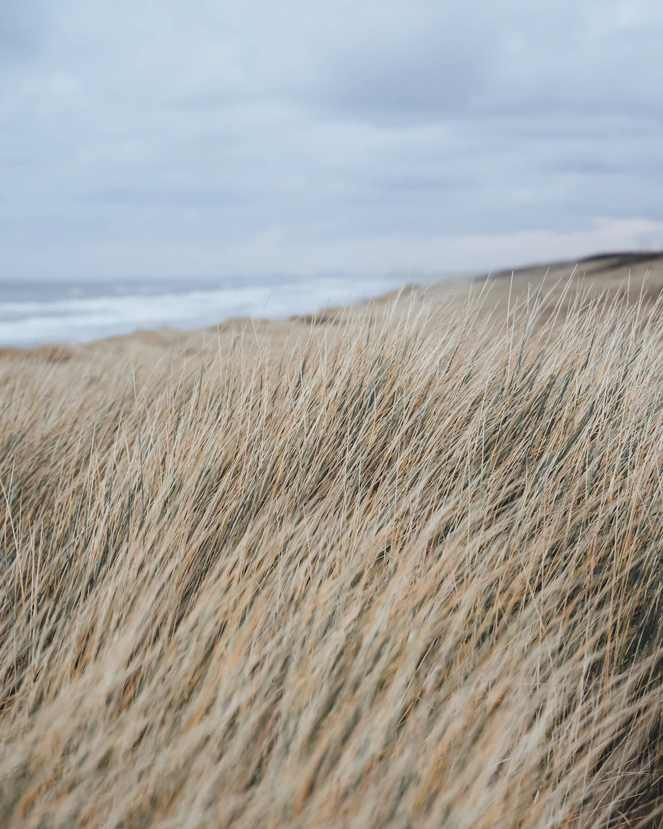 The image depicts a serene beach scene with tall, dry grass swaying gently under an overcast sky. The perspective is from below, looking up at the grass and the vast expanse of the ocean visible in the distance. The colors are predominantly browns and grays, reflecting the natural hues of the landscape.