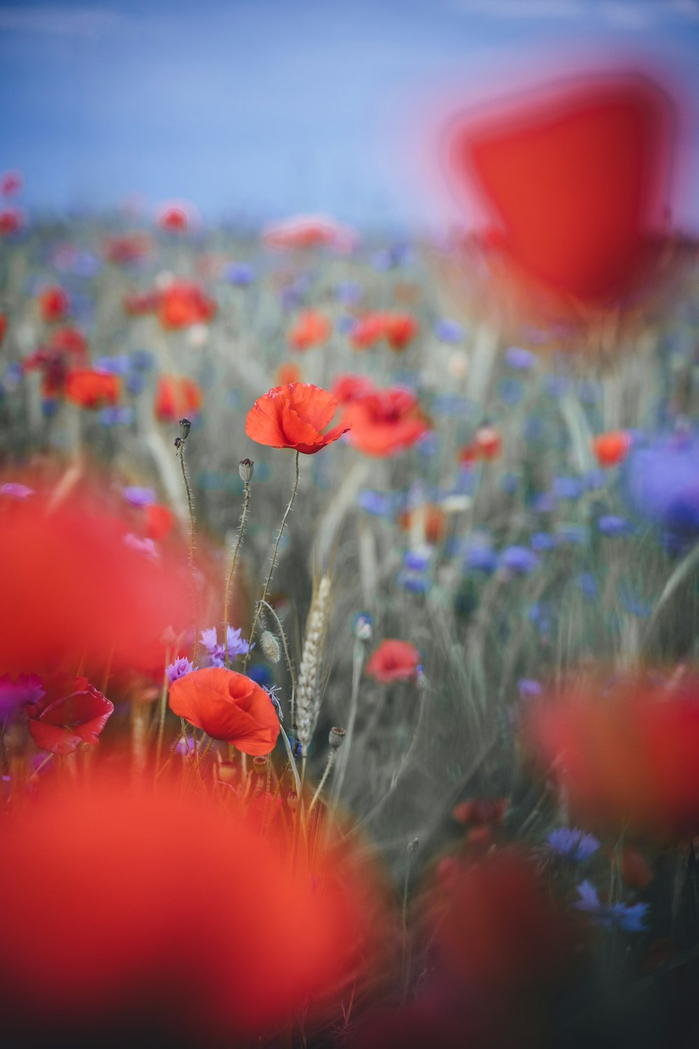 a field of flowers