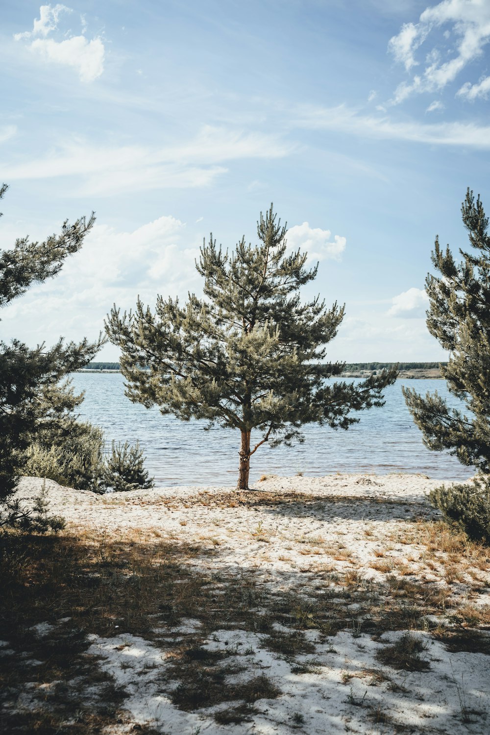 a tree in the sand